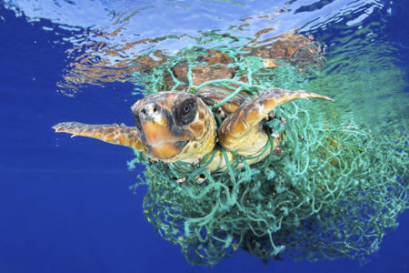 tortuga plastico tortuga plastico